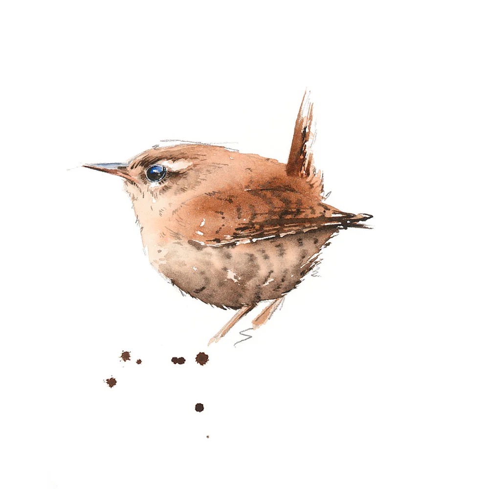 Wren