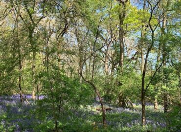1 minute outside: Bluebells and Birds