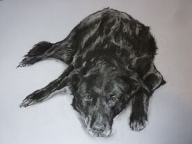 Studio Sessions: A Detailed Portrait of a Dog with Simon Postgate